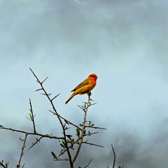 red winged blackbird