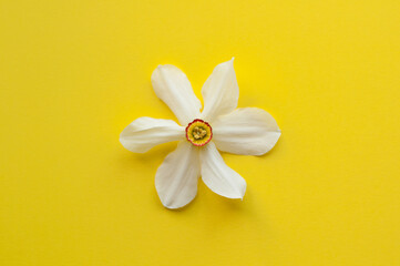 narcissus flower on a yellow background