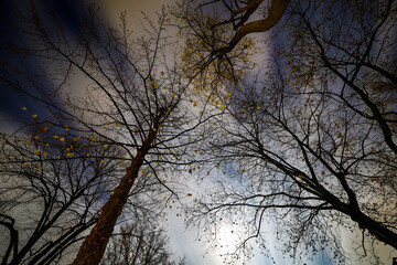 trees at night