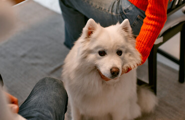 Naklejka premium White fluffy purebred dog sitting on the floor near the table in the kitchen, while the owners lovingly pet it.