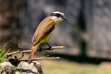 birds