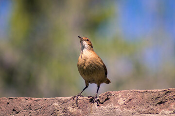 birds