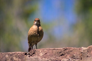 birds