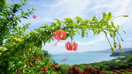 風にたなびくハイたなびく