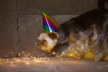 Funny brown dog with colorful holiday hat on head against garlands lights background. Yorkshire Terrier doggy with cap celebrating pet's birthday, New Year 2022, Christmas, anniversary. Party animals.