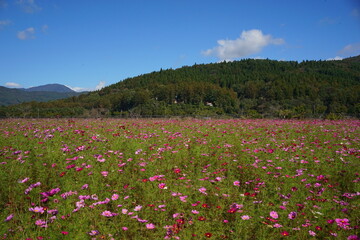 beautiful pink cosmos flower in Autumn - ピンク色のコスモス
