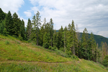 Fototapeta na wymiar Aerial view of forest in Carpathian mountains