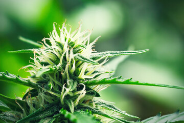 Ripe cannabis plant - hemp. Blooming female marijuana flower and leaves growing in homemade garden. Shallow depth of field and blurred background. Illuminated by soft daylight. Close-up.