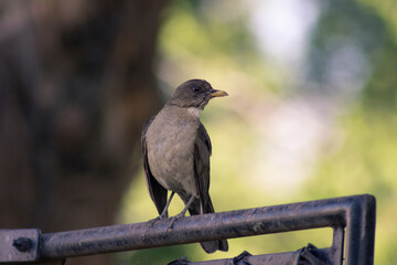 birds