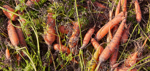 A bunch of fresh carrots with herbs on the ground.