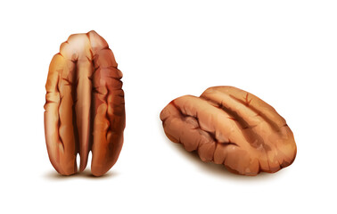 3d realistic vector icon. Pecan nuts in front and side view. Isolated on white. - obrazy, fototapety, plakaty