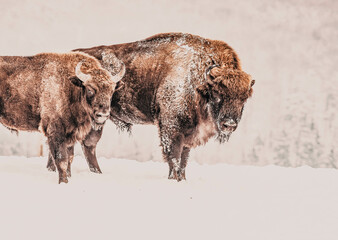 european bison (Bison bonasus) in natural habitat in winter © Melinda Nagy