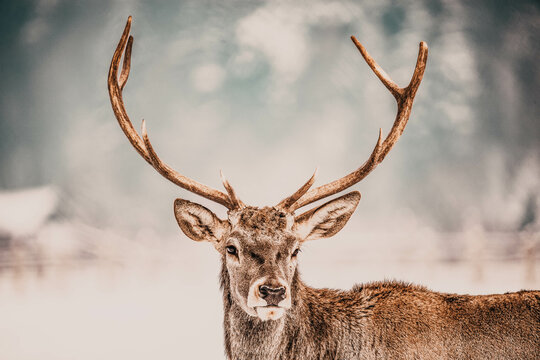noble deer male in winter snow