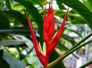 Heliconia bihai, egzotyczny kwiat