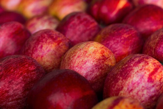 Red and yellow apples are pictured in substantial quantity. Intentional selective focus used to allow for copy space.