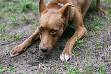 The brown dog is having fun with his beloved owner in the backyard. A man plays with his pet dog.