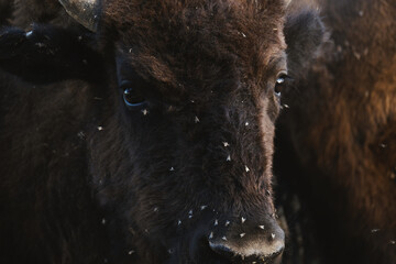 Bison face with flies close up of young buffalo on ranch. © ccestep8