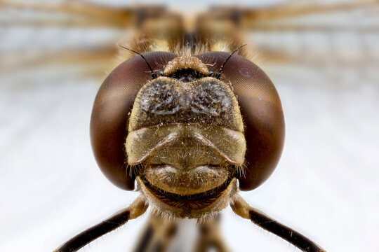 brown dragonfly head