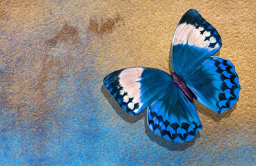 watercolor paper painted in blue and gold paint. bright morpho butterfly on a blue and gold background. watercolor paper texture © Oleksii
