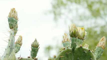 Prickly pear cactus blooming in Texas nature.