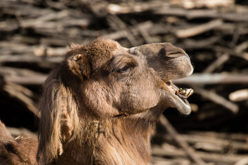 Graved Camel, Dromedary, Camelus dromedarius, Camel's Head and His Funny Face, Animal from Africa