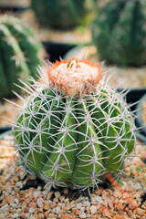 close up full range of melocactus in planting pot