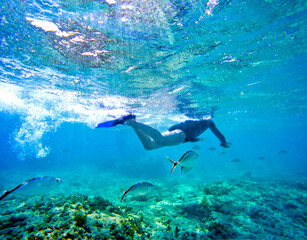 Snorkeling at Bávaro, Punta Cana, Dominican Republic. Bar jack fish school