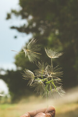 dandelions