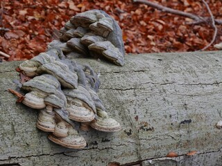 Pilze wachsen am Baumstamm