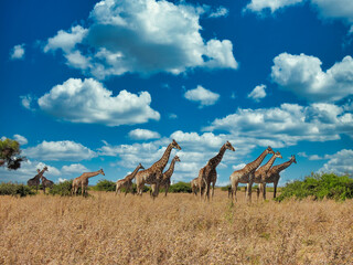 giraffes herd