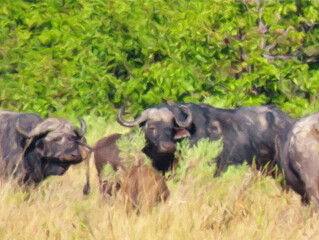herd of  buffalo in the pains of Botswana