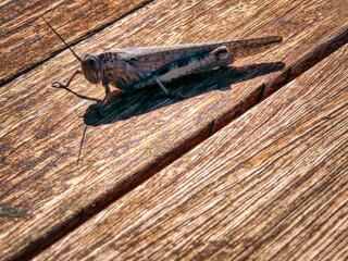 grasshopper