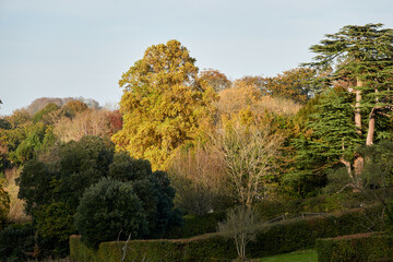 Autumn in England. Golden leaves. Change.