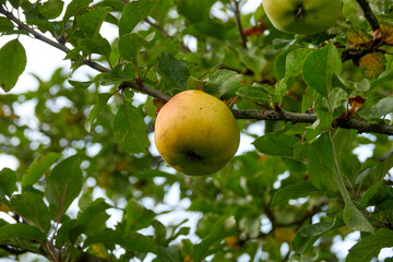 Organic harvest, England, apples, pumpkins