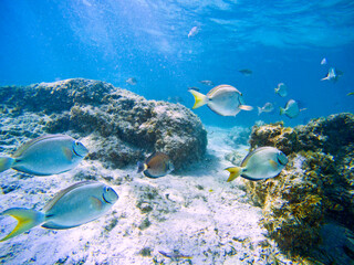 Blue Caribbean tang fish school at Bávaro beach, Punta Cana, Dominican Republic