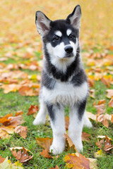 Husky Welpe spielt mit Laub im Herbst