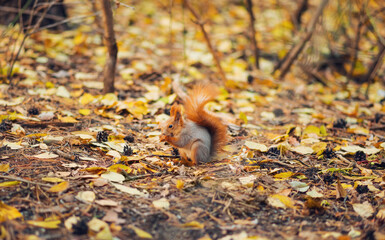 Obraz premium small squirrel with a large fluffy tail eating food in the autumn forest