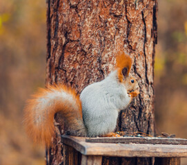 cute squirrel sits on a feeder and eats food