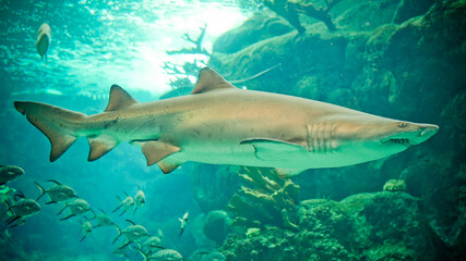 Fototapeta premium Shark in Aquarium