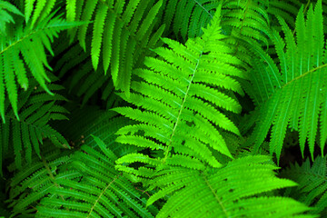 The green foliage of fresh spring fern leaves. Natural close-up background