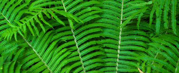 The green foliage of fresh spring fern leaves. Natural close-up background