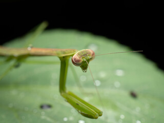 Close up shoot of a praying mantis
