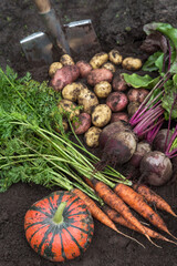 Pumpkin, potato, carrot, beetroot on soil, ground in garden. Harvest of fresh raw organic vegetables