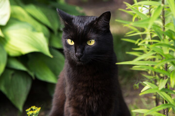 Naklejka na ściany i meble Serious black cat portrait with yellow eyes and attentive look in summer garden in green grass in nature close up