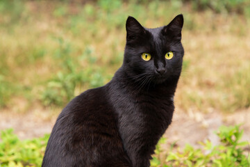 Naklejka na ściany i meble Beautiful black cat portrait with yellow eyes and attentive look in summer garden in green grass in nature close up