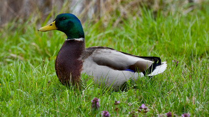 Mallard Duck