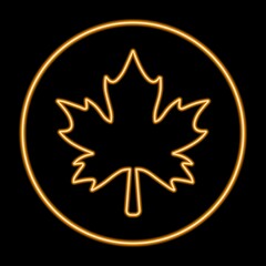 Maple leaf neon sign, modern glowing banner design, colorful modern design trends. Vector illustration.