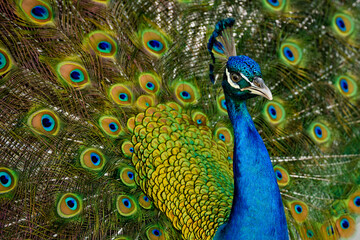 Obraz premium Peacock