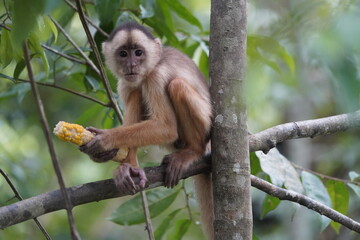 Naklejka na ściany i meble Common squirrel monkey (Saimiri sciureus) Cebidae family. Amazon rainforest, Brazil