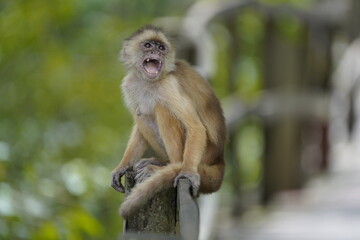 Common squirrel monkey (Saimiri sciureus) Cebidae family. Amazon rainforest, Brazil